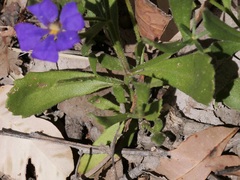 Scaevola striata