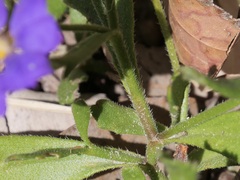 Scaevola striata