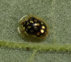 Plagiometriona microcera