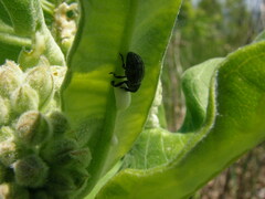 Rhyssomatus lineaticollis