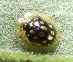 Plagiometriona microcera