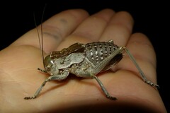 Pycnogaster sanchezgomezi