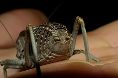 Pycnogaster sanchezgomezi