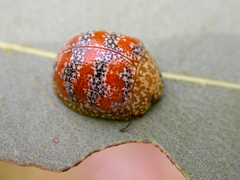 Paropsis obsoleta