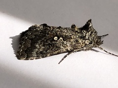 Syngrapha octoscripta