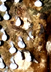 Isotomurus