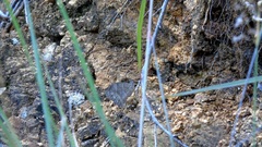 Pindis squamistriga