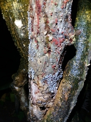 Isotomurus