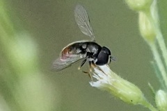 Paragus haemorrhous
