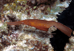 Solenostomus cyanopterus