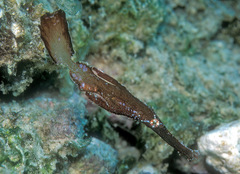 Solenostomus cyanopterus