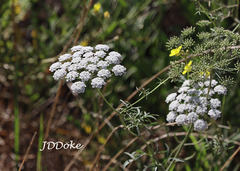 Ammi majus