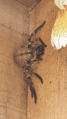 Polybetes pythagoricus