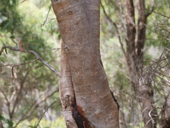 Hakea oleifolia