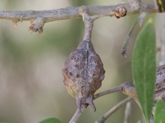 Hakea oleifolia