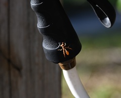 Mischocyttarus mexicanus cubicola