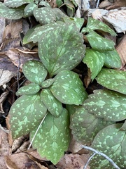 Pachysandra procumbens