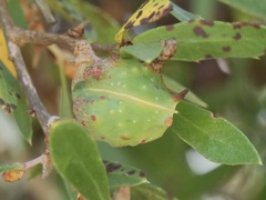Hakea oleifolia