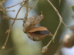 Hakea oleifolia