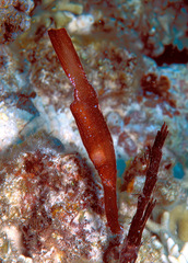 Solenostomus cyanopterus