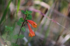 Clinopodium mexicanum