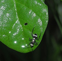 Polyrhachis daemeli