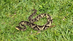 Bothrops jararacussu