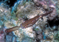 Solenostomus cyanopterus