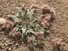 Phacelia hastata compacta
