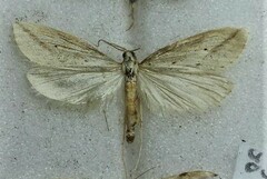 Donacaula