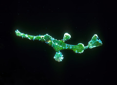 Solenostomus halimeda