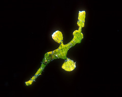 Solenostomus halimeda
