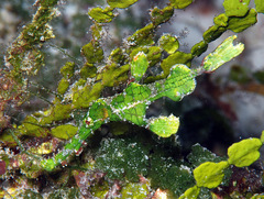 Solenostomus halimeda