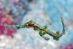 Solenostomus halimeda