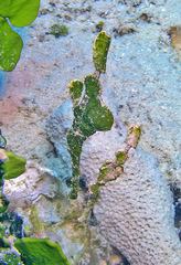Solenostomus halimeda