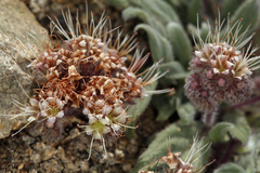 Phacelia hastata compacta