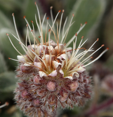Phacelia hastata compacta