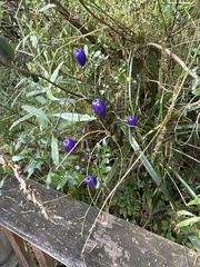 Dianella tasmanica