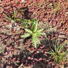 Emmenanthe penduliflora penduliflora
