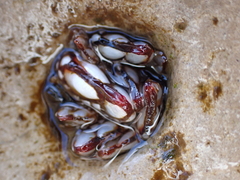 Pollicipes polymerus