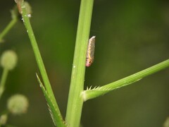 Proconiini