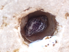 Acanthinucella punctulata