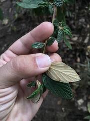 Ceanothus caeruleus