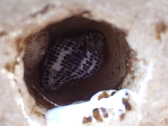 Acanthinucella punctulata