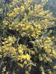 Acacia retinodes