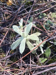 Tournefortia gnaphalodes
