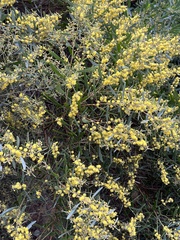 Acacia retinodes