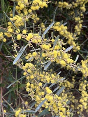 Acacia retinodes