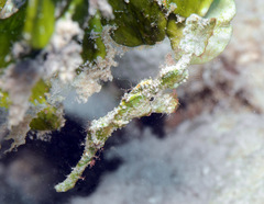 Solenostomus halimeda