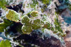 Solenostomus halimeda